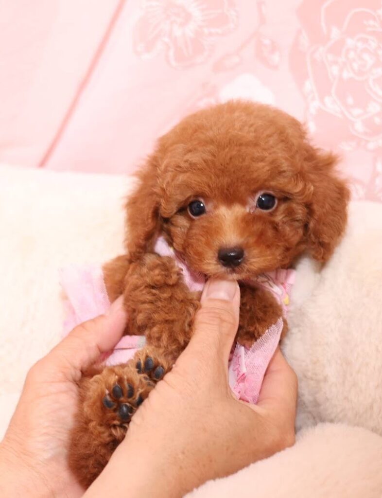 <span class="title">家族が決まった仔犬</span>