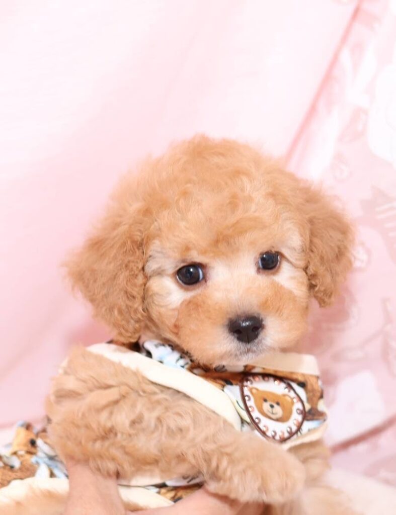 パピープードル アネラペッツ